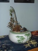 Probl�my p�i p�stov�n� pokojov�ch rostlin