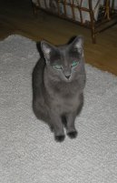 Rusk� modr� ko�ka