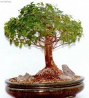 Sager�cie �ajov�