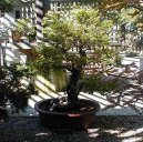 Sager�cie �ajov�