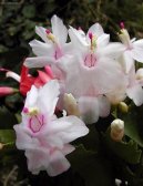 V�no�n� kaktus