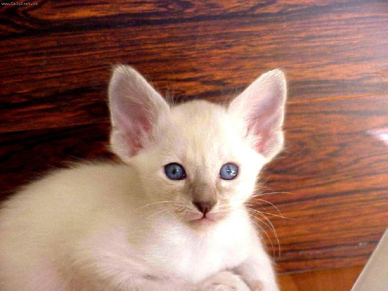 Foto: FIN Mummeli Danifax Vittonen