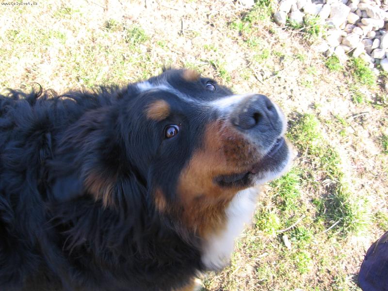 Foto: Harry - m� se b�t nemus�te