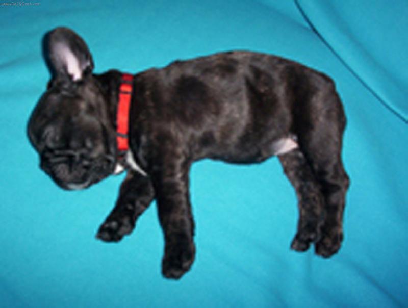 Foto: Buldo�ek Roz�rka - 7 t�dn�-Budlo�ek Roz�rka - 7 t�dn�