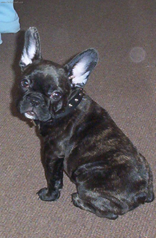 Foto: Buldo�ek Roz�rka - 3,5 m�s�ce-Budlo�ek Roz�rka - 3,5 m�s�ce