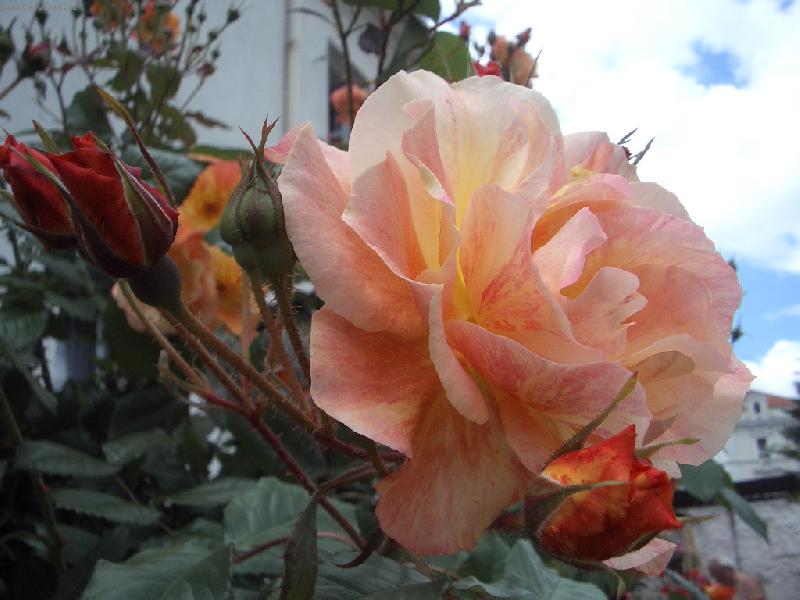 Foto: Westerland-krasne voni