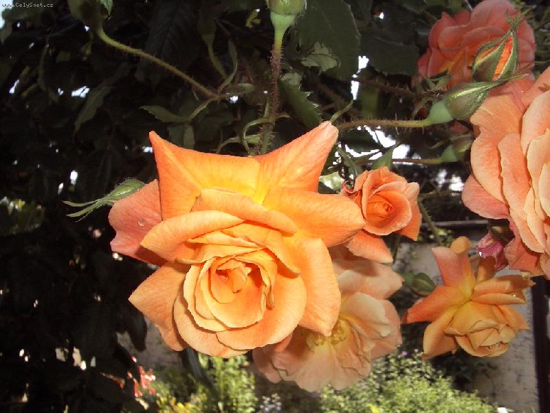 Foto: Westerland-solitera