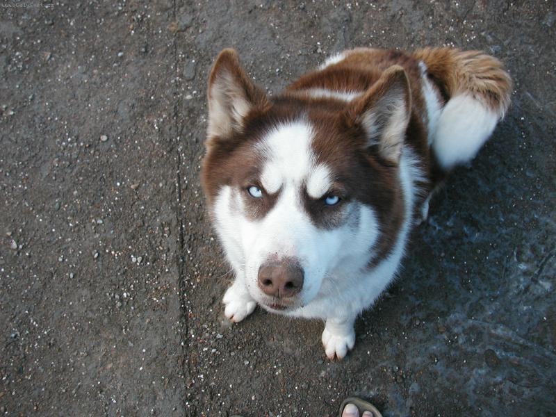 Foto: Brenda-...tak co bude s tou �okol�dou?