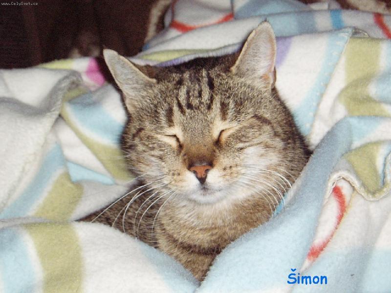 Foto: �imon-�imon v dece