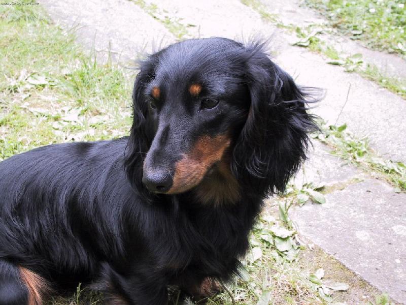 Foto: D�ja ze �t�kotu-na zahrad�...