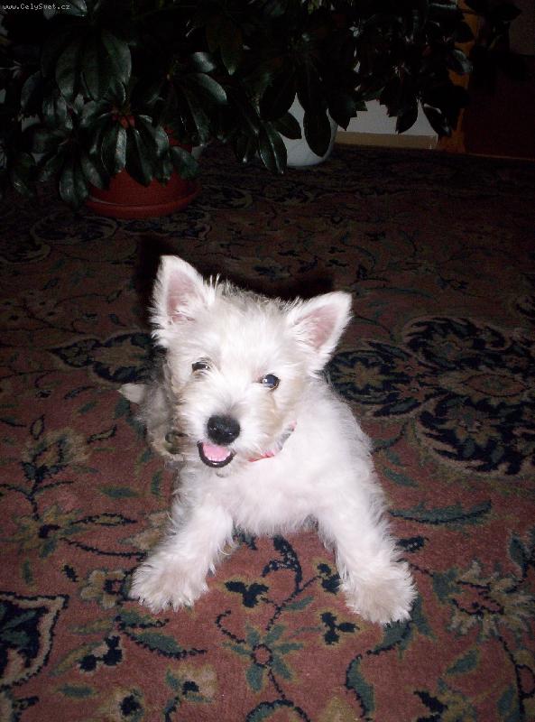 Foto: Halooooooooooooo???-Ahojte.