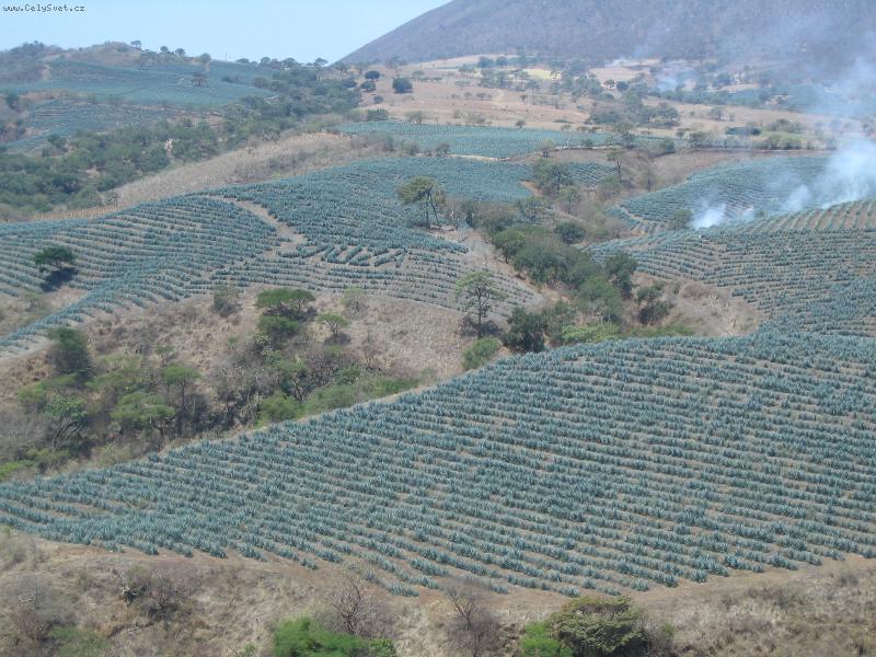 Foto: Plant�e ag�ve-NA TEQUILU!!!!!!!!!!!!!!!!!!!!!!!!