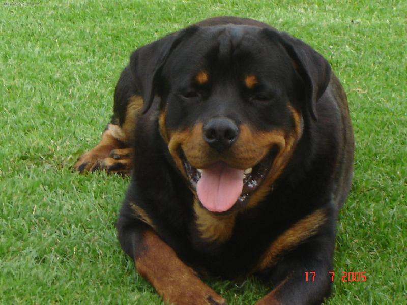 Foto: Chovatel: Babka-Mike. To je ,ale pohodi�ka.