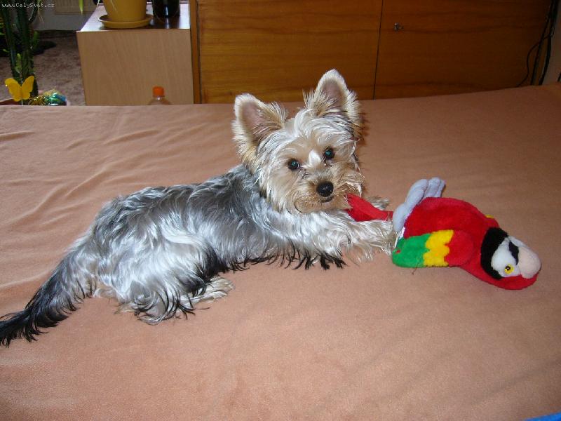 Foto: N� Den�sek