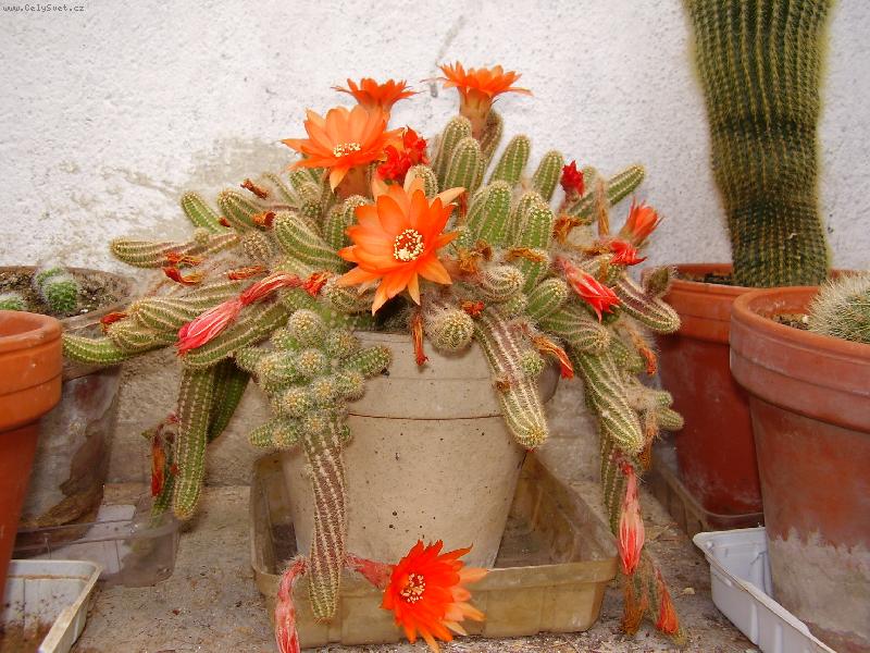 Foto: Pichlav� kamar�d.   :)))-KAKTUS  :))