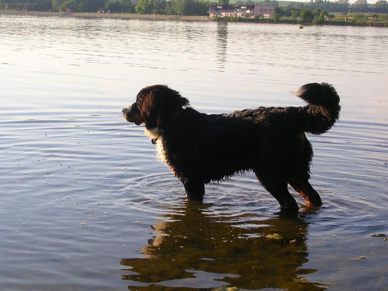 Foto: Max�k-poprv� u vody