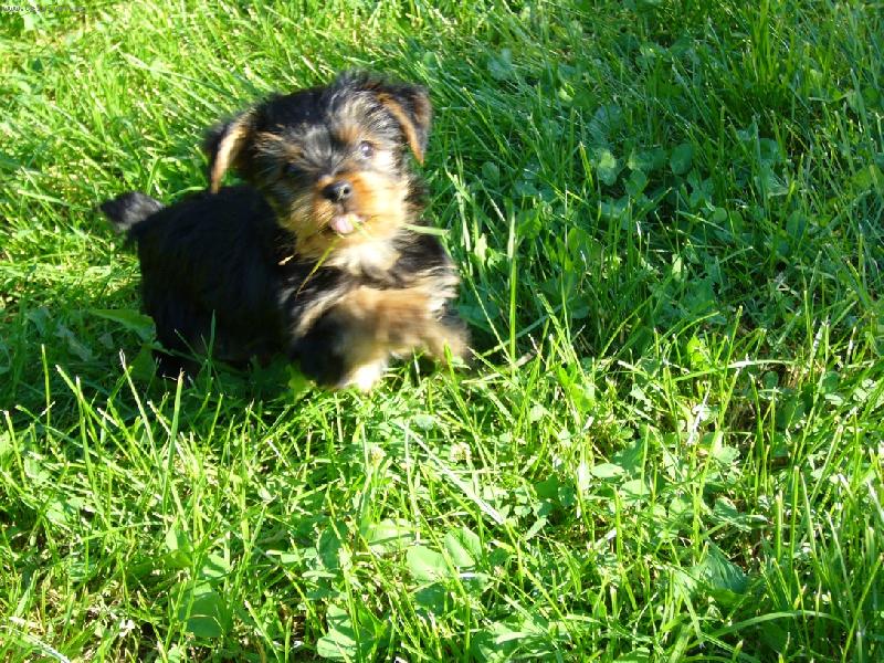 Foto: Yorkshirek-N� Matty- n� mil��ek