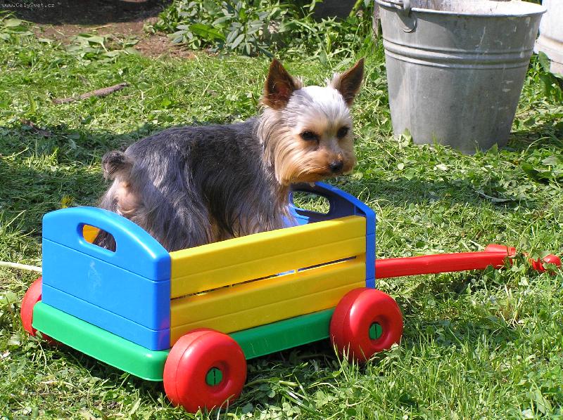 Foto: Kdo m� poveze?