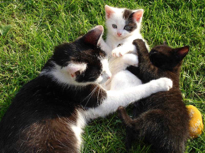 Foto: ko�i�� rodinka