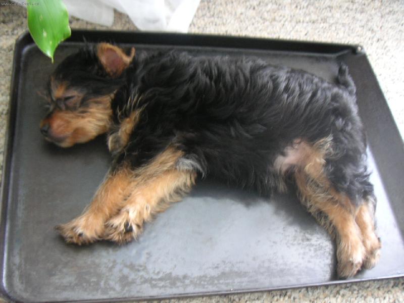 Foto: Max na pek��i:-)