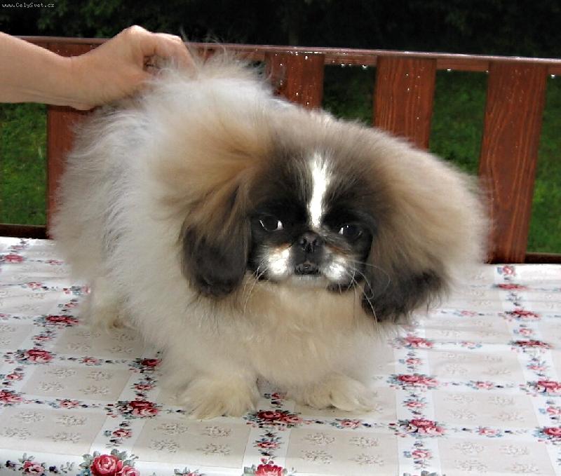 Foto: Pekingsk� pal�cov� ps�k