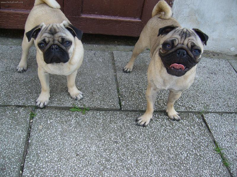 Foto: Queenynka a �ikinka