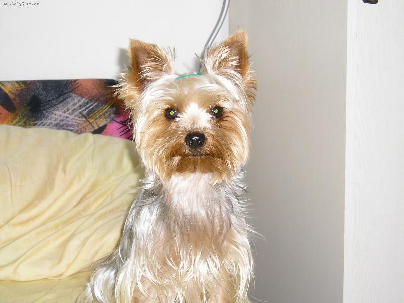 Foto: to jsem j�-jork��rsk� teri�r