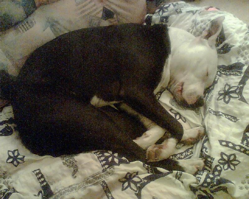 Foto: Fenka Ewe-Sp�c� �t�natko