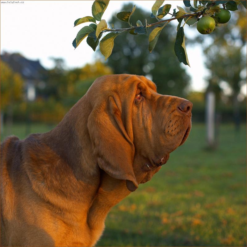 Foto: Cambridge alias Hubert