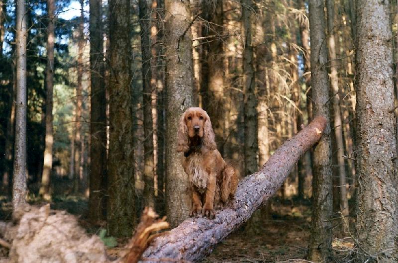 Foto: Kul�-Anglick� kokr�pan�l