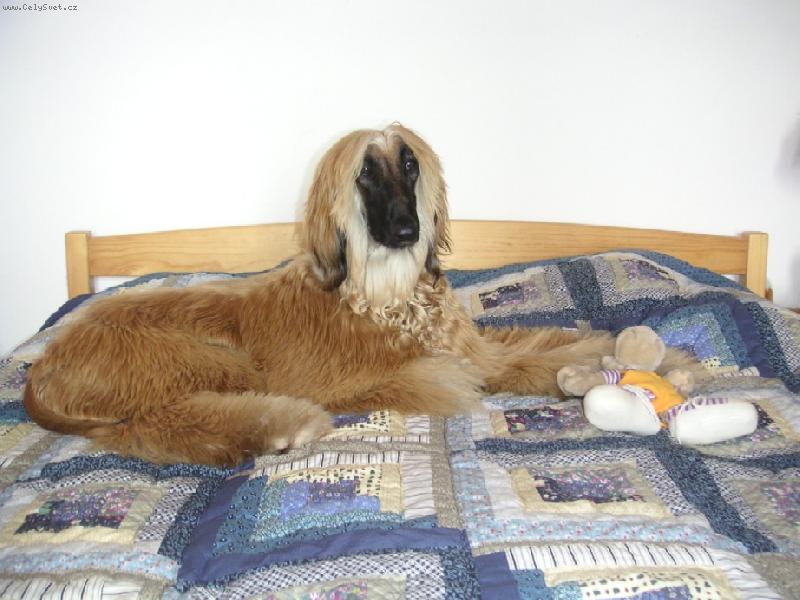 Foto: Olaf-doma je nejl�p