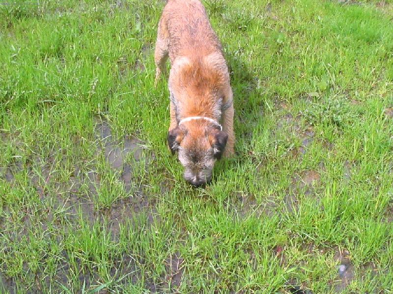 Foto: Ir�nek-Iran na zahrad�