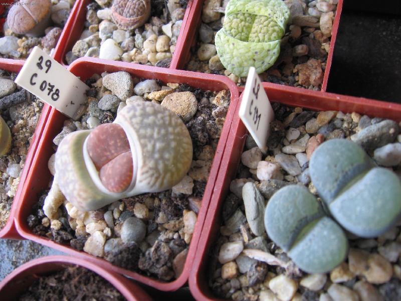 Foto: Lithops