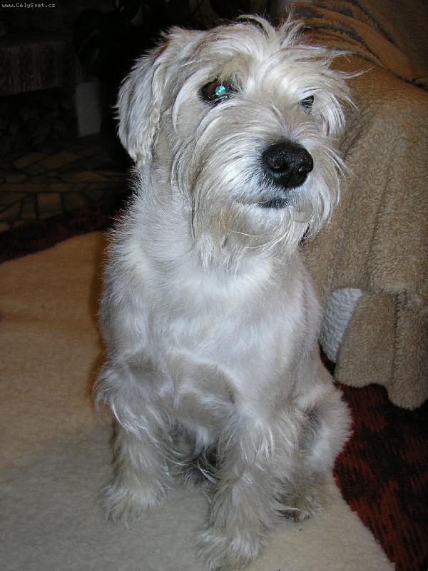 Foto: mal� b�l� kn�ra�-11let� Alda