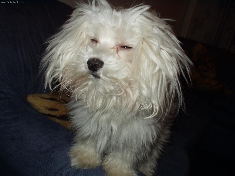 Foto: Sent��ek-Pr�v� jsme se probudili...