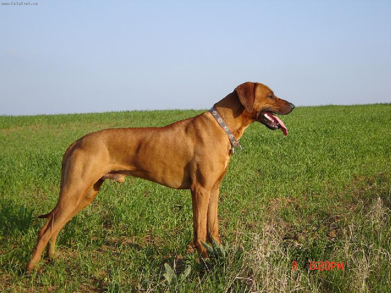 Foto: Ron-po��d jsem ve st�ehu