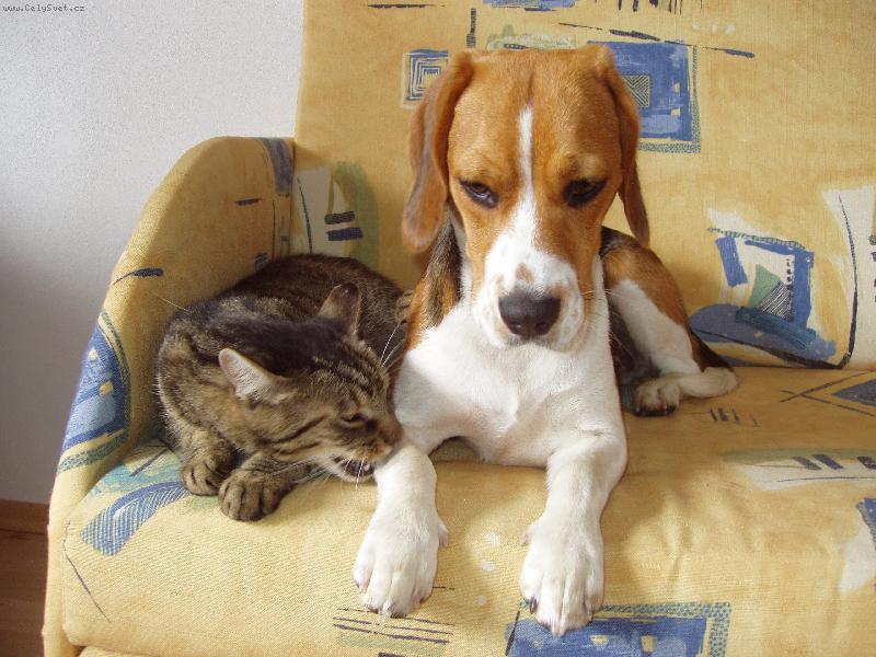 Foto: Ten koc�r je besn�!