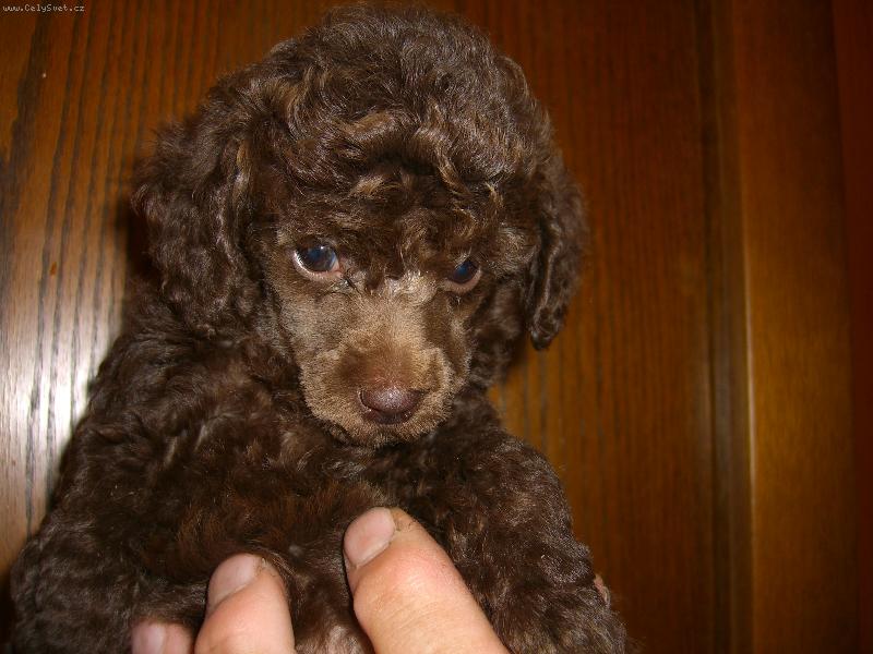 Foto: Pudl toy hn�d� - 8 t�dnenn� �t�n�