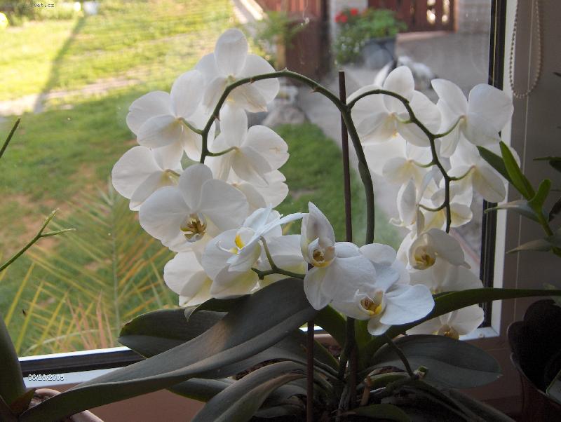 Foto: Phalaenopsis-Velmi dlouho kvete!