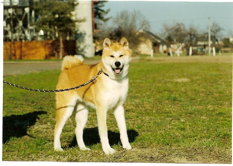 Foto: AICHI CZECH PARADISE