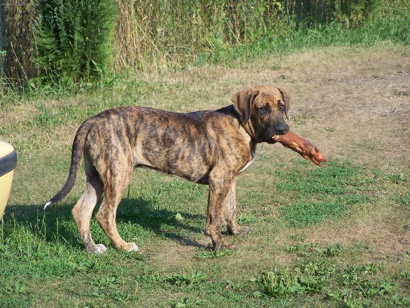 Foto: Fid�k-3 m�s�ce