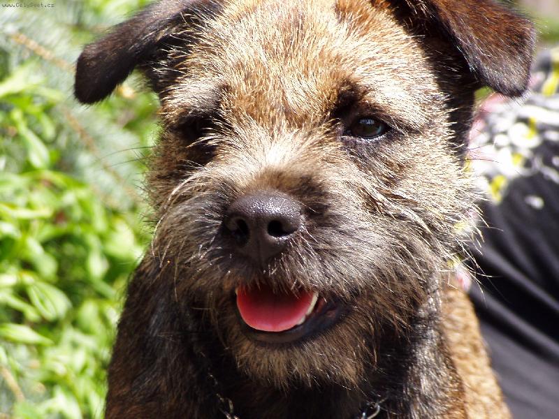 Foto: Detail border teri�r-Brenda