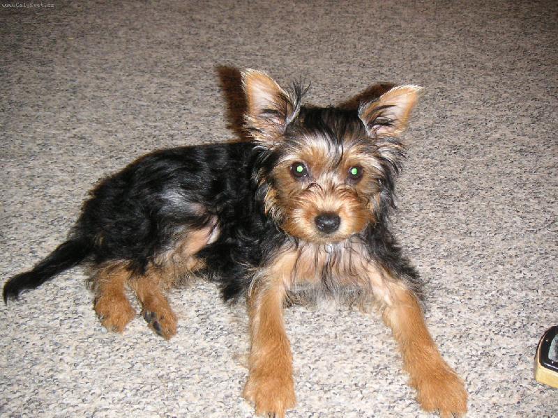 Foto: Pr�v� jsem se u�esal