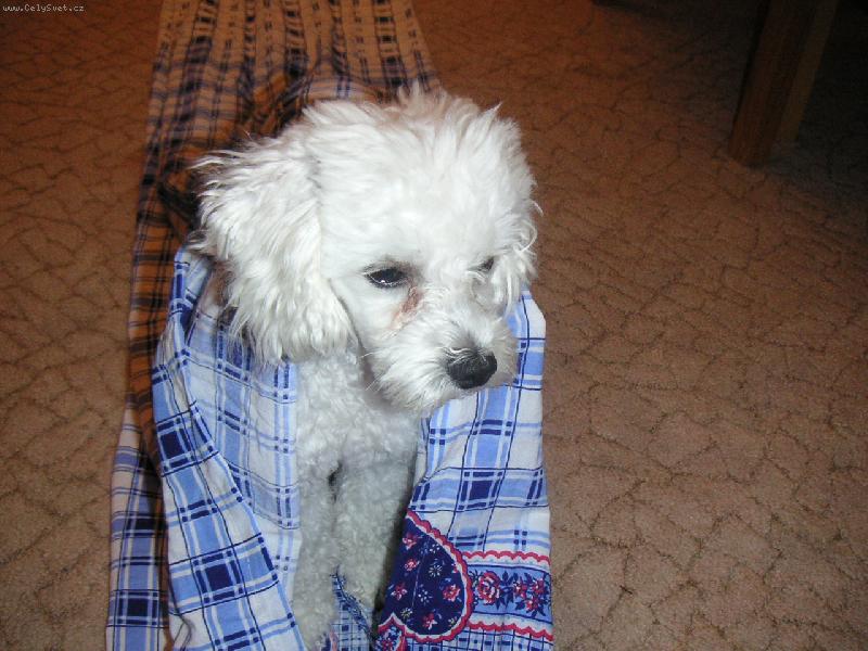 Foto: Mi���ek v tunelu