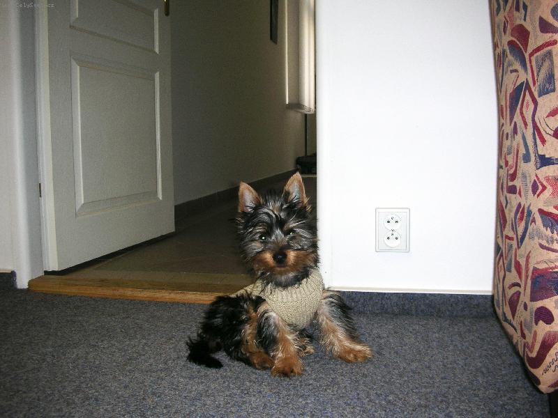 Foto: Fil�pek-Na�e modelka