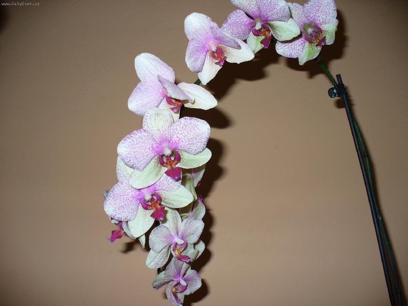 Foto: phalaenopsis