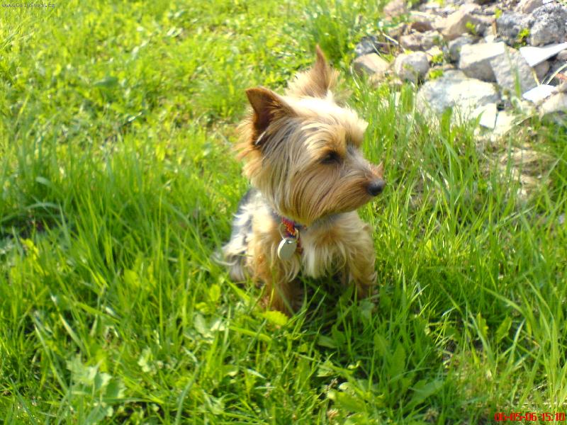 Foto:  Muff�nek-Co jsem to cht�l...