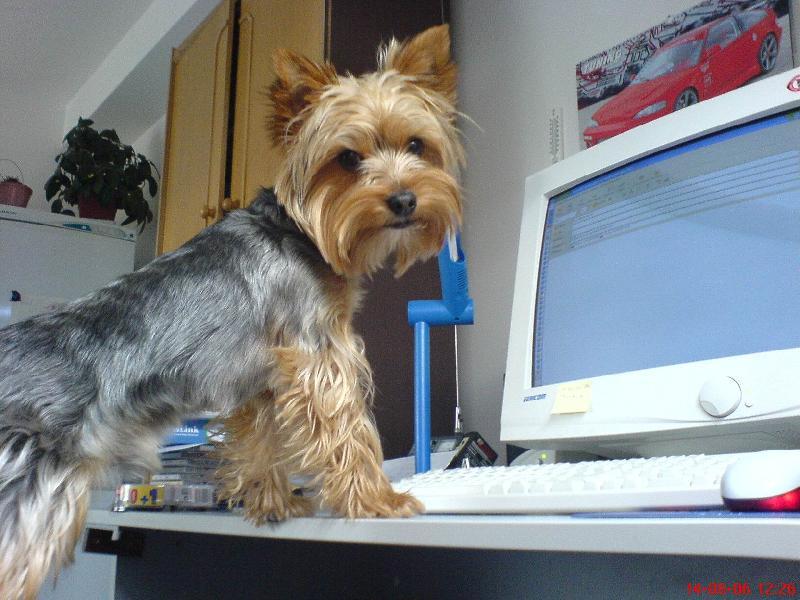 Foto: Muff�nek-Surfovat na internetu m� moc bav�..