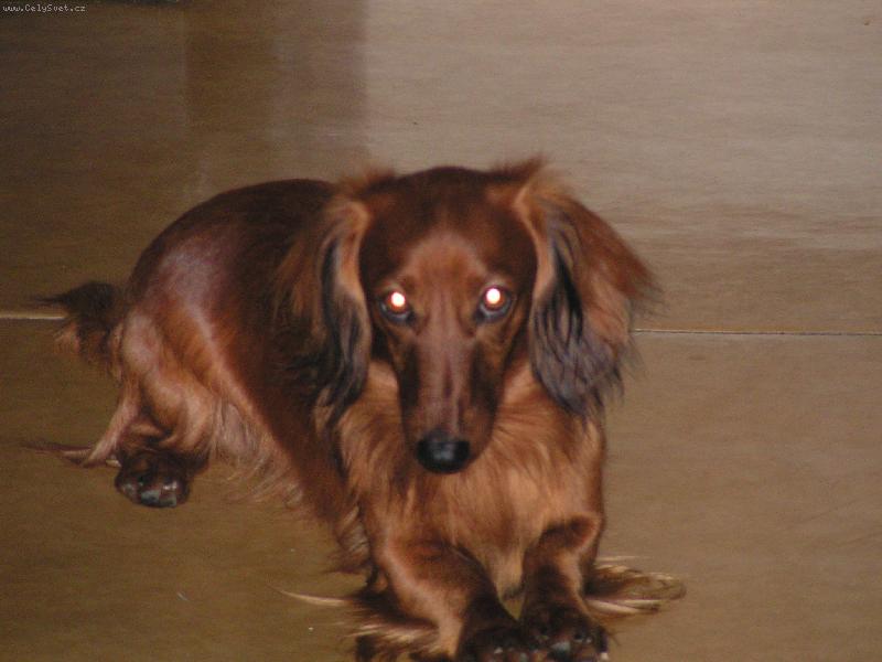 Foto: n� Bene�ek-to jsem fe��k