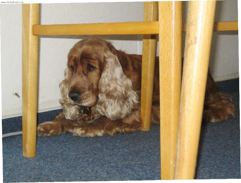 Foto: schov�van� p�ed vos�m vet�elcem